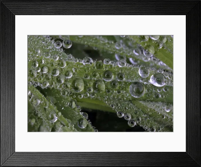 Framed Print : Dew Drops - on blades of grass in autumn, Lower Saxony, Germany Framed Print : Dew Drops - on blades of grass in autumn, Lower Saxony, Germany
