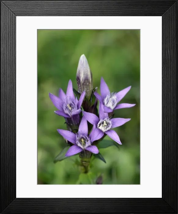 Framed Print : Field Gentian - blossom in autumn, Lower Saxony, Germany Framed Print : Field Gentian - blossom in autumn, Lower Saxony, Germany