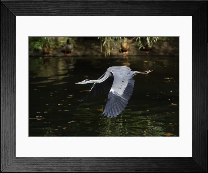 Framed Print : Grey Heron - bird flying over lake, Lower Saxony, Germany Framed Print : Grey Heron - bird flying over lake, Lower Saxony, Germany