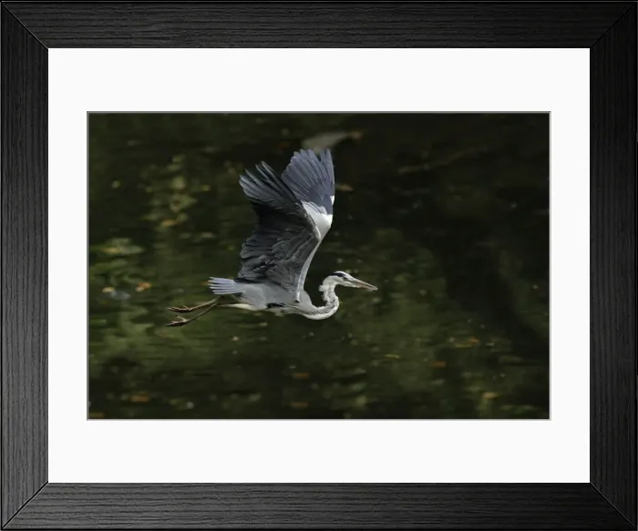 Framed Print : Grey Heron - bird flying over lake, Lower Saxony, Germany Framed Print : Grey Heron - bird flying over lake, Lower Saxony, Germany