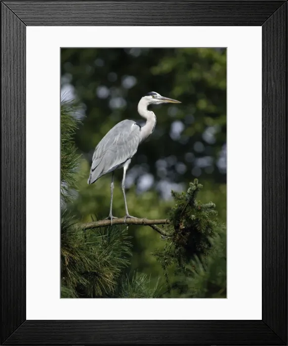 Framed Print : Grey Heron - bird alert on tree branch, Lower Saxony, Germany Framed Print : Grey Heron - bird alert on tree branch, Lower Saxony, Germany