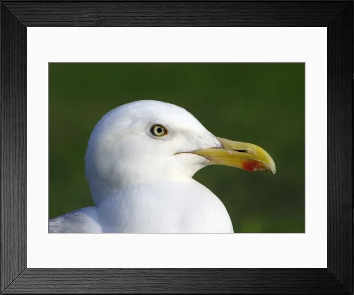 Framed Print : Herring Gull - portrait showing blood spot on beak, Texel, Holland Framed Print : Herring Gull - portrait showing blood spot on beak, Texel, Holland