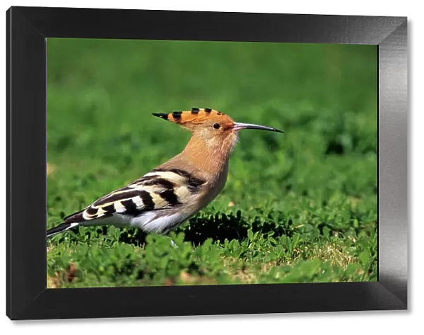 Hoopoe - bird searching for food on a lawn, Andalusia, Spain