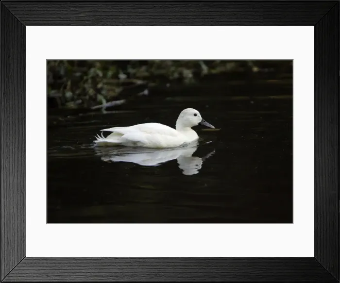 Framed Print : White Mallard- male bird showing feather pigment abnormality, Hessen, Germany Framed Print : White Mallard- male bird showing feather pigment abnormality, Hessen, Germany