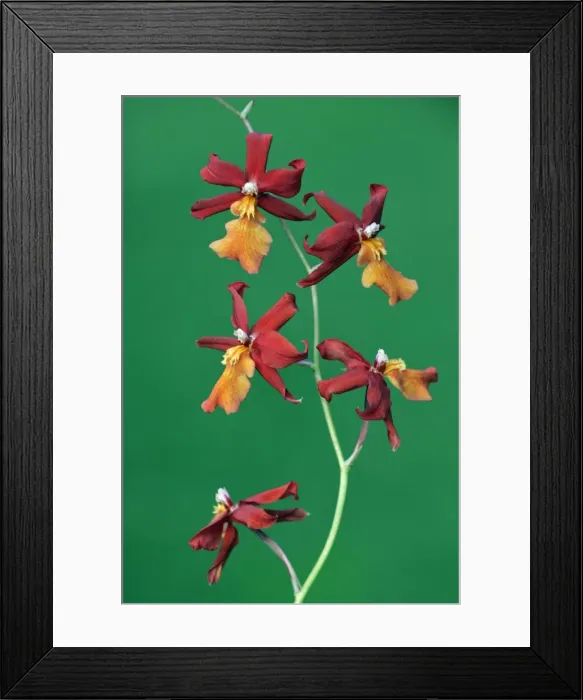 Framed Print : Hybrid Orchid - blossom, arboreal type, Hessen, Germany Framed Print : Hybrid Orchid - blossom, arboreal type, Hessen, Germany