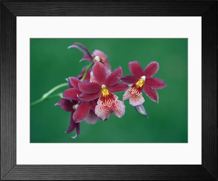 Framed Print : Hybrid Orchid - blossom, arboreal type, Hessen, Germany Framed Print : Hybrid Orchid - blossom, arboreal type, Hessen, Germany