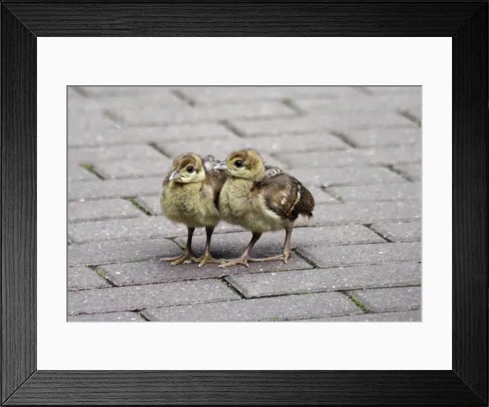 Framed Print : Peacock - 2 young chicks on a park path, Hessen, Germany Framed Print : Peacock - 2 young chicks on a park path, Hessen, Germany