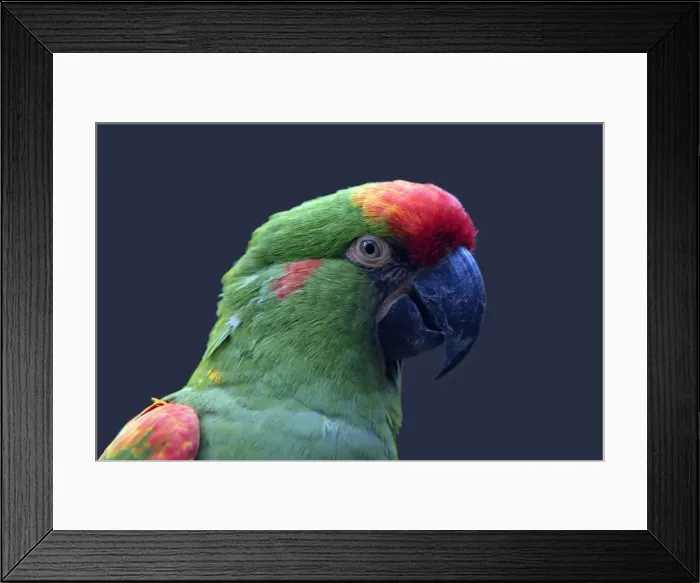 Framed Print : Parrot Red-fronted Macaw - portrait, Hessen, Germany