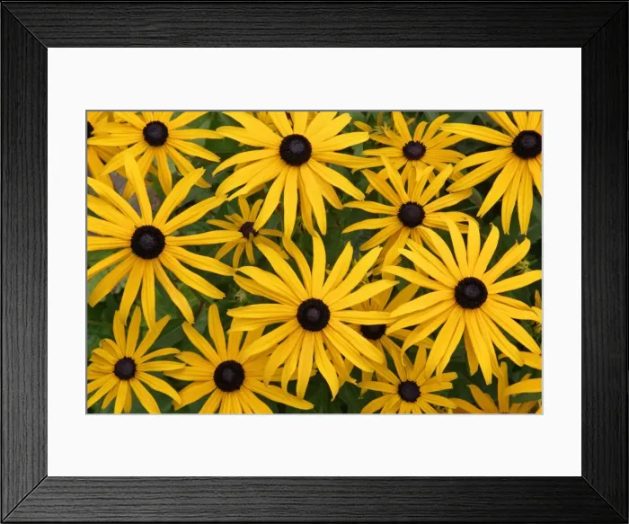 Framed Print : Black-eyed Susan - flowers in garden, Lower Saxony, Germany Framed Print : Black-eyed Susan - flowers in garden, Lower Saxony, Germany