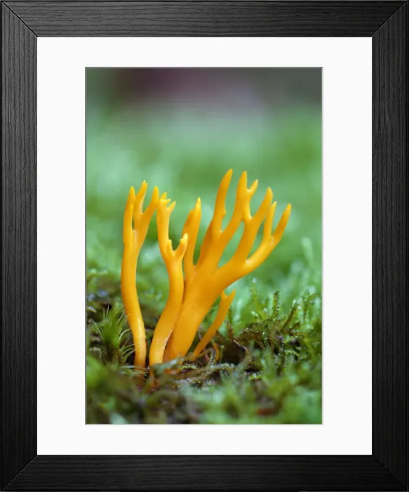 Framed Print : Fungus, Yellow Staghorn - growing in moss on forest floor, Hessen, Germany