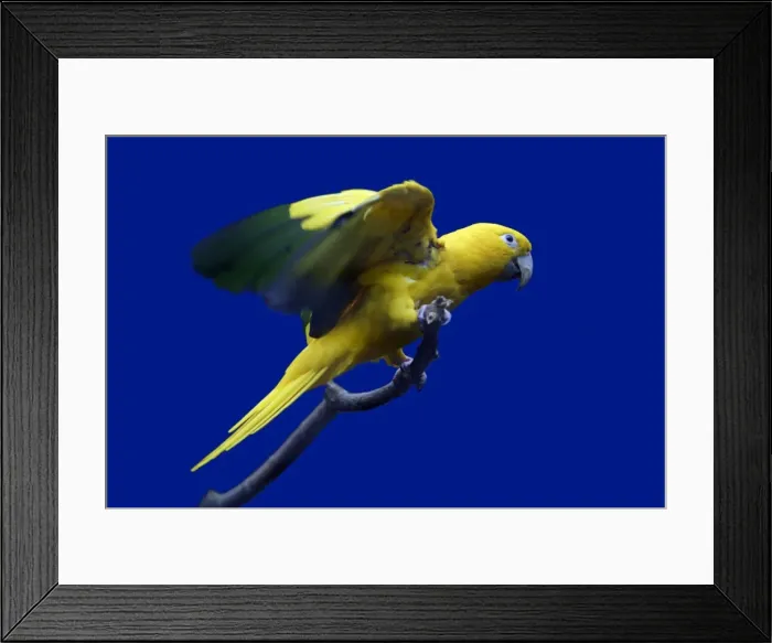 Framed Print : Parrot, Golden Conure - bird on perch, origins Bolivia, South America Framed Print : Parrot, Golden Conure - bird on perch, origins Bolivia, South America