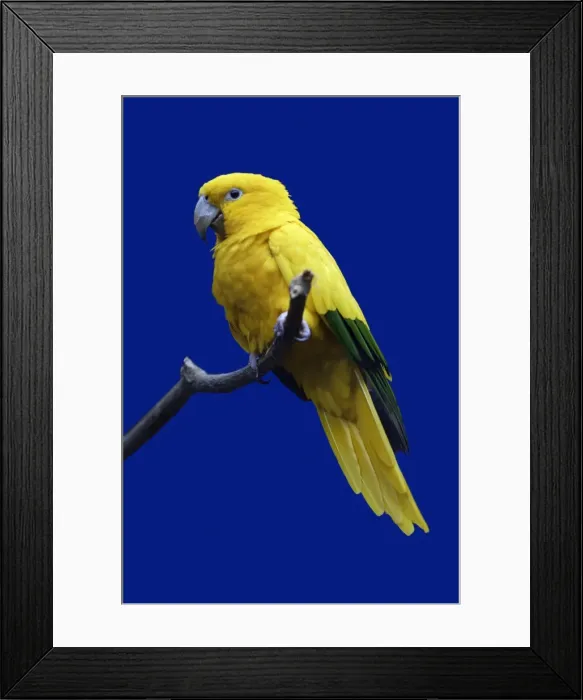 Framed Print : Parrot, Golden Conure - bird on perch, origins Bolivia, South America Framed Print : Parrot, Golden Conure - bird on perch, origins Bolivia, South America