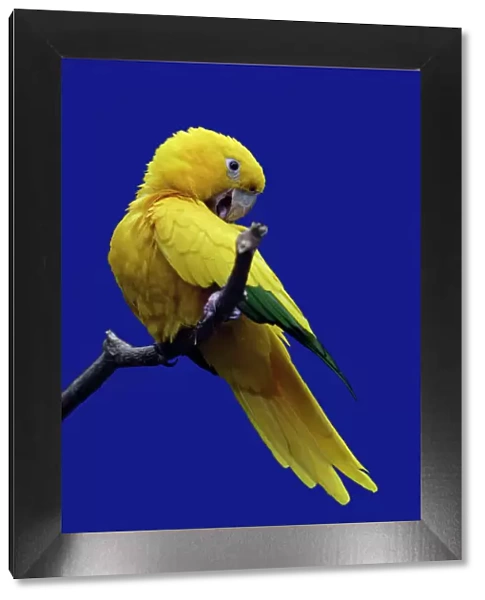 Parrot, Golden Conure - bird on perch, origins Bolivia, South America