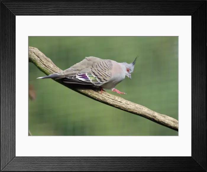 Framed Print : Crested Pigeon - walking down branch, crooning. Dortmund, Germany