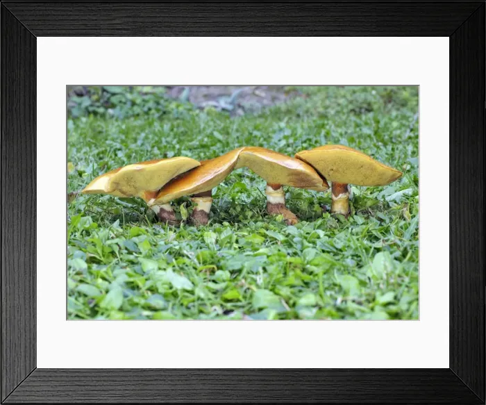 Framed Print : Larch Bolete Fungus - growing on lawn at base of larch tree. Lower Saxony, Germany Framed Print : Larch Bolete Fungus - growing on lawn at base of larch tree. Lower Saxony, Germany