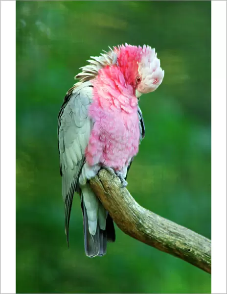 Rose-breasted Cockatoo  /  Galah - preening itself. Dortmund, Germany