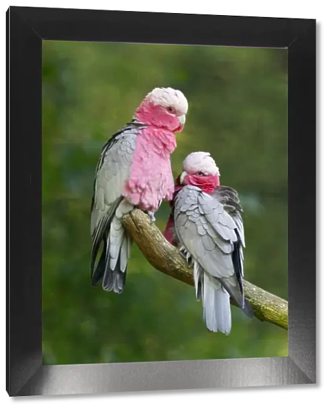 Rose-breasted Cockatoo  /  Galah - pair on branch. Dortmund, Germany