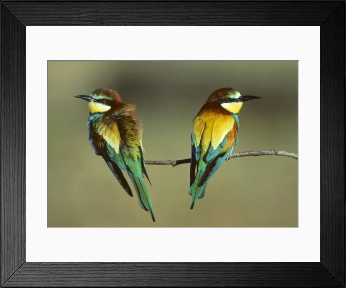 Framed Print : Bee-Eater - pair sitting on branch Coto Donana National Park, S. Spain Framed Print : Bee-Eater - pair sitting on branch Coto Donana National Park, S. Spain