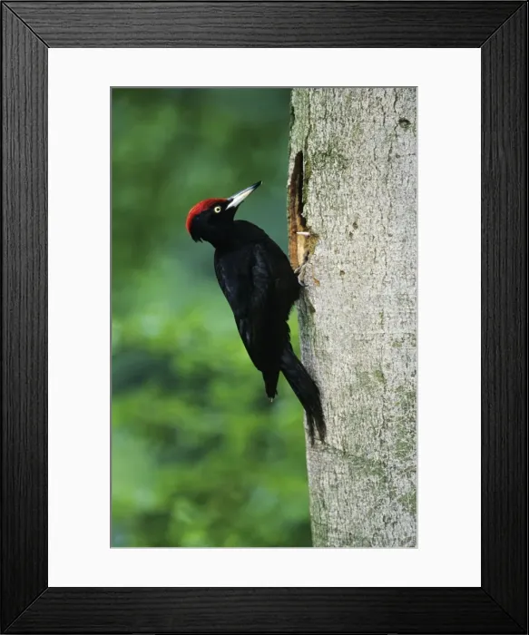 Framed Print : Black Woodpecker - male bird at nest entrance Lower Saxony, Germany Framed Print : Black Woodpecker - male bird at nest entrance Lower Saxony, Germany