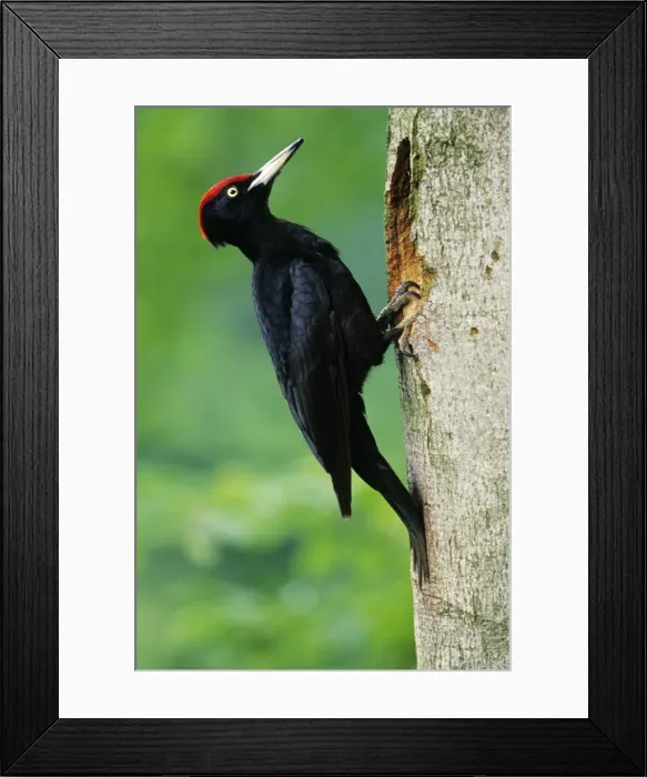 Framed Print : Black Woodpecker - male bird at nest entrance Lower Saxony, Germany Framed Print : Black Woodpecker - male bird at nest entrance Lower Saxony, Germany