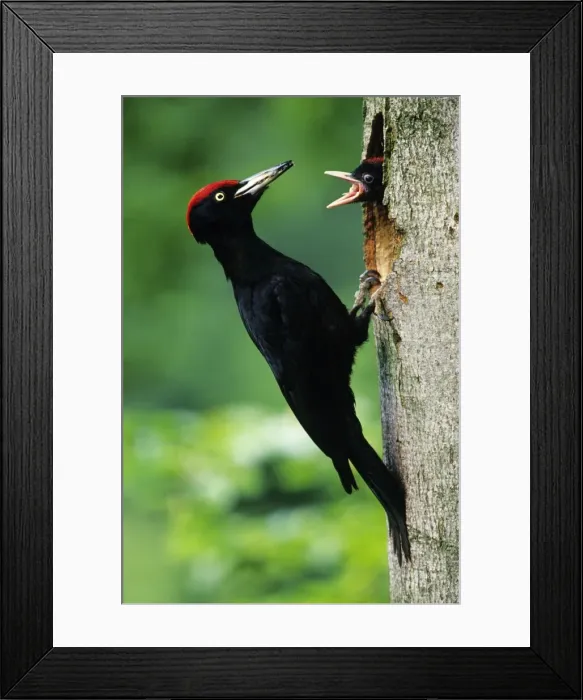 Framed Print : Black Woodpecker - male bird at nest entrance with offspring Lower Saxony, Germany Framed Print : Black Woodpecker - male bird at nest entrance with offspring Lower Saxony, Germany