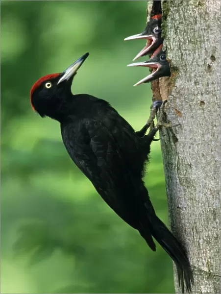Black Woodpecker - male bird at nest entrance with offspring Lower Saxony, Germany