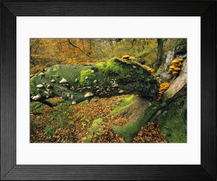 Framed Print : Old Beech Tree - covered with various fungus in autumn Hessen, Germany Framed Print : Old Beech Tree - covered with various fungus in autumn Hessen, Germany