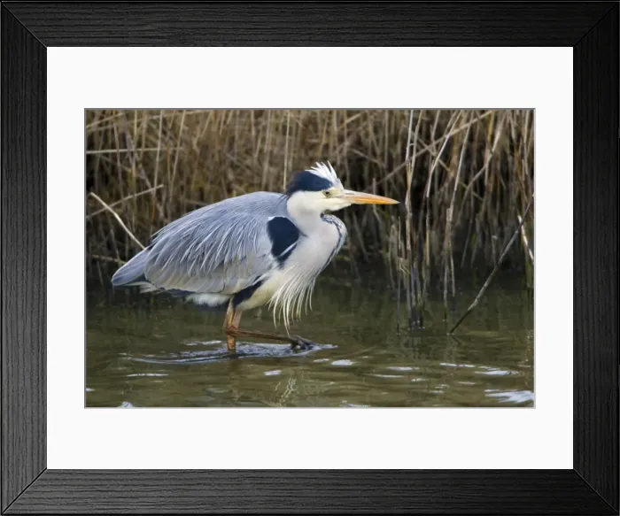 Framed Print : Grey Heron - stalking prey in canal isle of Texel, Holland Framed Print : Grey Heron - stalking prey in canal isle of Texel, Holland