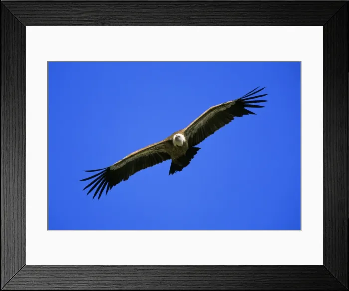 Framed Print : Griffon Vulture - in flight, soaring Taejo National Park, Portugal Framed Print : Griffon Vulture - in flight, soaring Taejo National Park, Portugal
