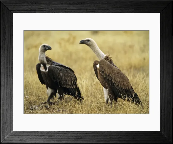 Framed Print : Griffon Vulture - pair on ground scavenging Taejo National Park, Portugal