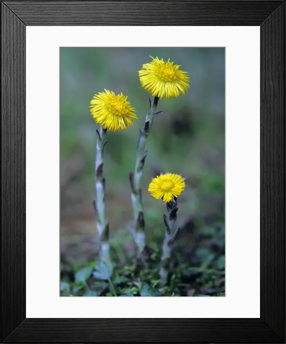 Framed Print : Coltsfoot - plant and flowers Lower Saxony, Germany Framed Print : Coltsfoot - plant and flowers Lower Saxony, Germany