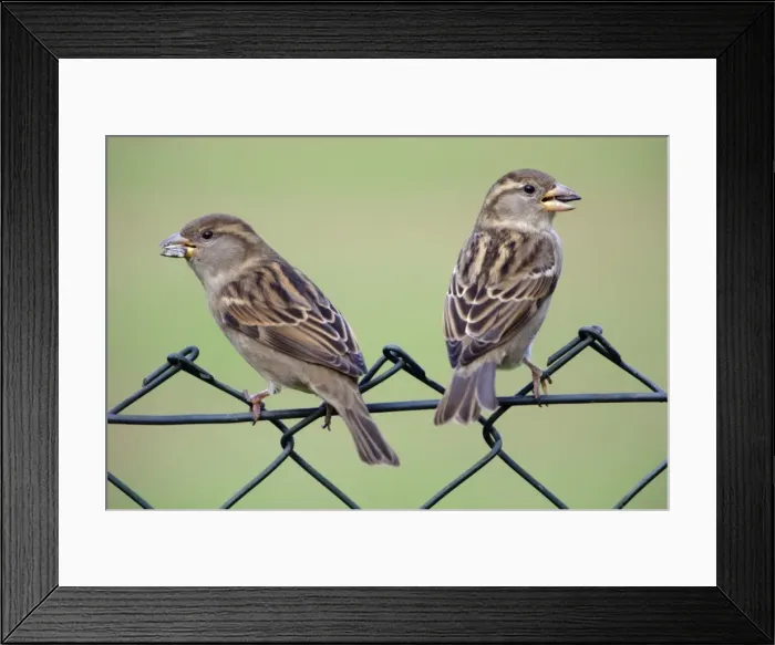 Framed Print : House Sparrow - two female birds on garden fence Lower Saxony, Germany Framed Print : House Sparrow - two female birds on garden fence Lower Saxony, Germany