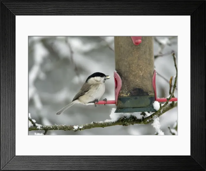 Framed Print : Marsh Tit - at feeding station in winter Hessen, Germany Framed Print : Marsh Tit - at feeding station in winter Hessen, Germany