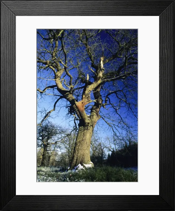 Framed Print : Oak Tree - in winter, with woodpecker nesting hole Bramwald forest, Lower Saxony, Germany Framed Print : Oak Tree - in winter, with woodpecker nesting hole Bramwald forest, Lower Saxony, Germany