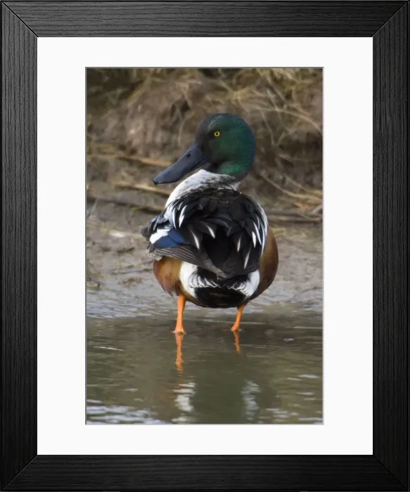 Framed Print : Shoveler - Drake preening itself Isle of Texel, Holland Framed Print : Shoveler - Drake preening itself Isle of Texel, Holland