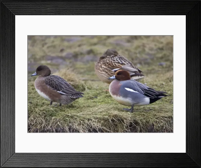 Framed Print : Wigeon - drake and duck resting on sea shore, in winter Isle of Texel, Holland