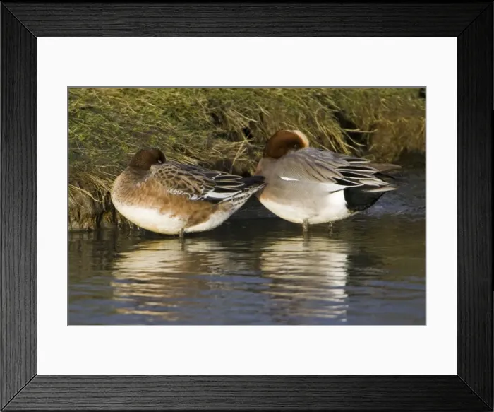 Framed Print : Wigeon - drake and duck resting at waters edge, in winter Isle of Texel, Holland Framed Print : Wigeon - drake and duck resting at waters edge, in winter Isle of Texel, Holland