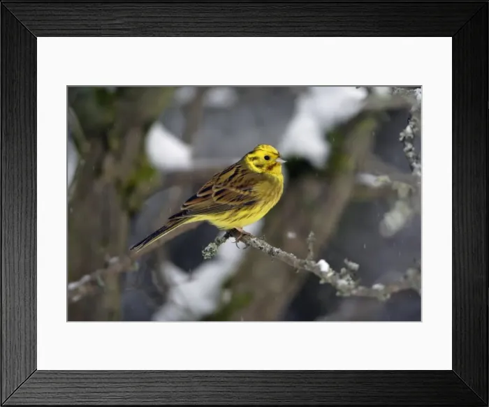 Framed Print : Yellowhammer - male on snow covered branch Hessen, Germany Framed Print : Yellowhammer - male on snow covered branch Hessen, Germany