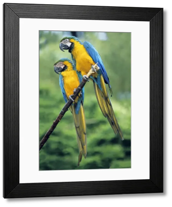 Framed Print : Blue and Yellow Macaws - pair on branch, Emmem, Holland Framed Print : Blue and Yellow Macaws - pair on branch, Emmem, Holland