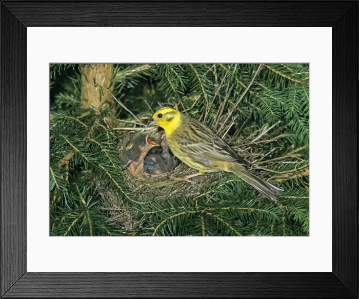 Framed Print : Yellowhammer - male bird tending chicks at nest, Hessen, Germany