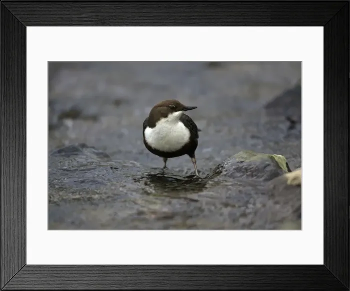 Framed Print : Dipper - in hill stream, portrait, Lower Saxony, Germany Framed Print : Dipper - in hill stream, portrait, Lower Saxony, Germany