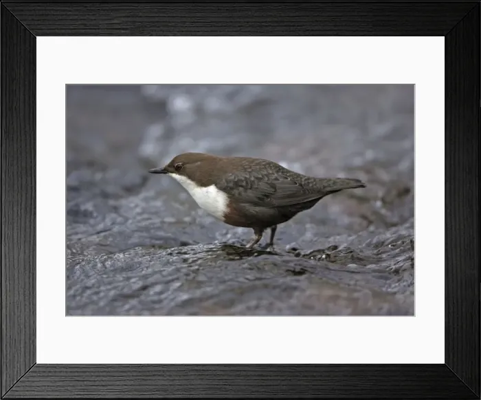 Framed Print : Dipper - in hill stream, Lower Saxony, Germany Framed Print : Dipper - in hill stream, Lower Saxony, Germany