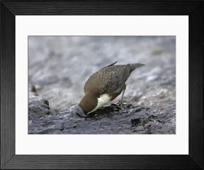 Framed Print : Dipper - searching for food in hill stream, Lower Saxony, Germany Framed Print : Dipper - searching for food in hill stream, Lower Saxony, Germany