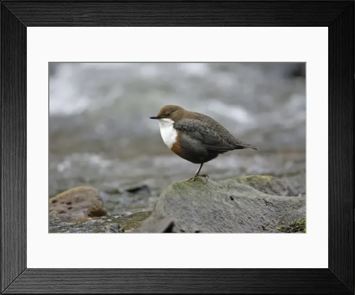 Framed Print : Dipper - resting on stone in hill stream, Lower Saxony, Germany Framed Print : Dipper - resting on stone in hill stream, Lower Saxony, Germany