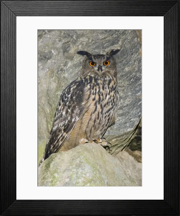 Framed Print : Eagle Owl - sitting on boulder, Bavaria, Germany Framed Print : Eagle Owl - sitting on boulder, Bavaria, Germany