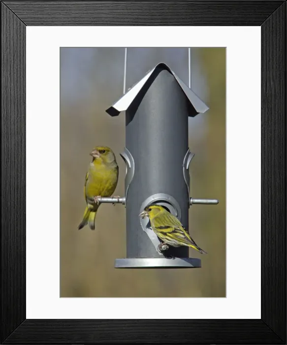 Framed Print : Greenfinch and Siskin (Carduelis spinus) - at feeder in garden, Lower Saxony, Germany Framed Print : Greenfinch and Siskin (Carduelis spinus) - at feeder in garden, Lower Saxony, Germany