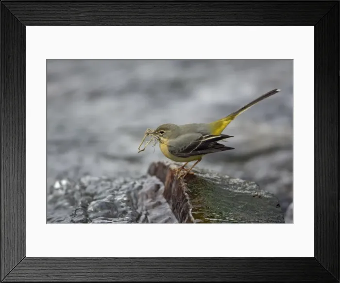 Framed Print : Grey Wagtail - female with nest material in beak, Lower Saxony, Germany Framed Print : Grey Wagtail - female with nest material in beak, Lower Saxony, Germany