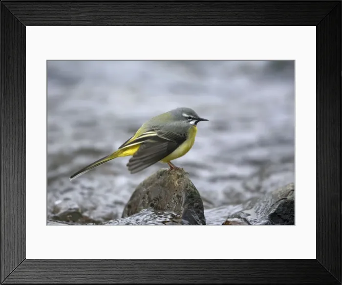 Framed Print : Grey Wagtail - male courtship displaying on rock in hill stream, Lower Saxony, Germany Framed Print : Grey Wagtail - male courtship displaying on rock in hill stream, Lower Saxony, Germany