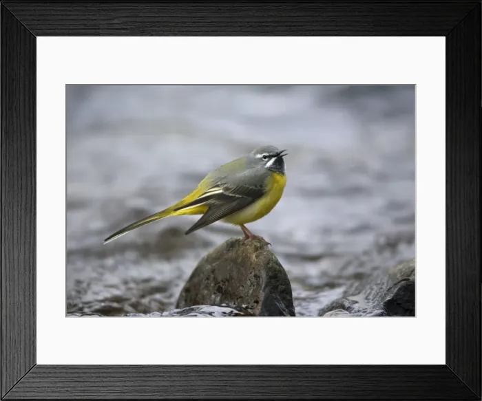 Framed Print : Grey Wagtail - male singing from rock in hill stream, Lower Saxony, Germany Framed Print : Grey Wagtail - male singing from rock in hill stream, Lower Saxony, Germany