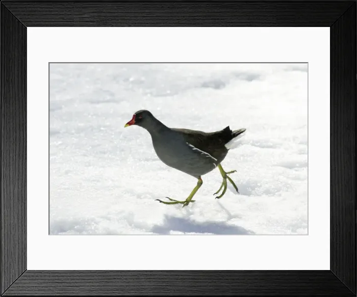Framed Print : Moorhen - walking through snow, Lower Saxony, Germany Framed Print : Moorhen - walking through snow, Lower Saxony, Germany